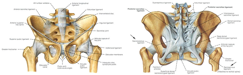 骨盤と靭帯