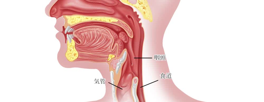 咽頭